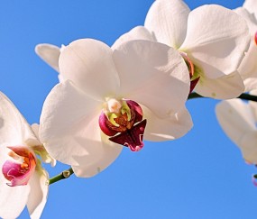 福州正规助孕捐卵机构，附正规捐卵机构报名表！